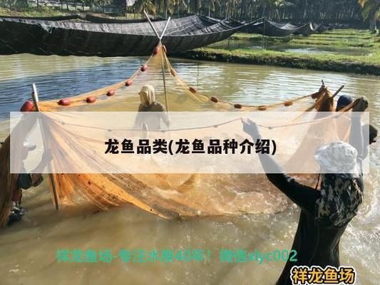 龍魚底色：如何通過觀察龍魚底色來初步判斷其健康狀況 龍魚百科 第5張