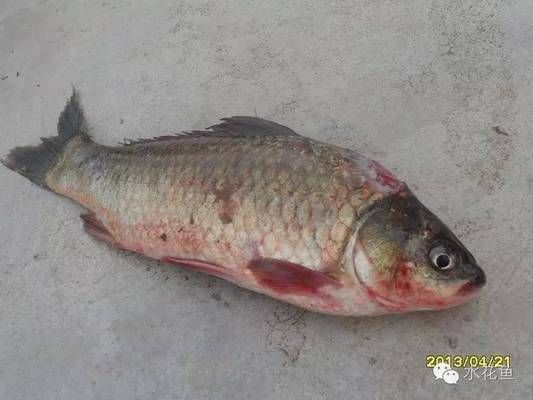 金龍魚生態(tài)香稻粳米：什么是金龍魚生態(tài)香稻粳米？ 水族問答 第1張