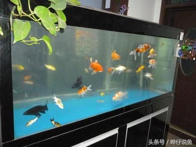 魚缸寵物魚推薦：小型魚缸寵物魚適合養(yǎng)什么魚缸寵物魚推薦及注意事項(xiàng) 魚缸百科 第1張