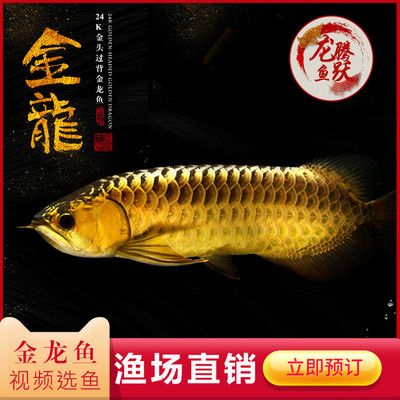 龍魚是什么魚？：龍魚在風水中的作用是什么龍魚在風水中的作用是什么 龍魚百科 第4張