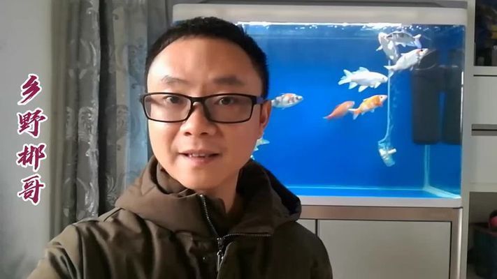 龍魚一直在水面飄著不游動怎么回事：龍魚一直浮在水面不游動怎么辦 龍魚百科 第1張