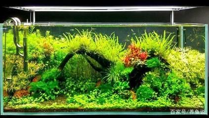 如何控制魚缸內(nèi)植物生長：如何有效控制魚缸內(nèi)植物的生長 魚缸百科 第1張