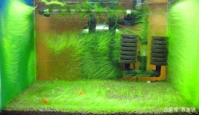 如何控制魚缸內(nèi)植物生長：如何有效控制魚缸內(nèi)植物的生長 魚缸百科 第3張