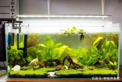 如何控制魚缸內(nèi)植物生長：如何有效控制魚缸內(nèi)植物的生長 魚缸百科 第2張