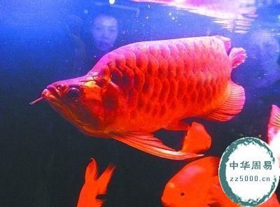 金龍魚和紅龍魚：金龍魚與紅龍魚的區(qū)別 紅龍魚百科 第3張