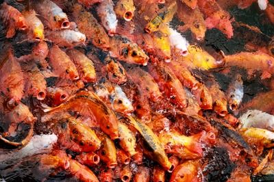 龍魚是熱水還是冷水養(yǎng)：關于龍魚養(yǎng)殖水溫的詳細信息 龍魚百科 第5張