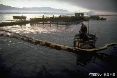 金龍魚食量小的原因：金龍魚的食量的減少原因探究 水族問答 第2張