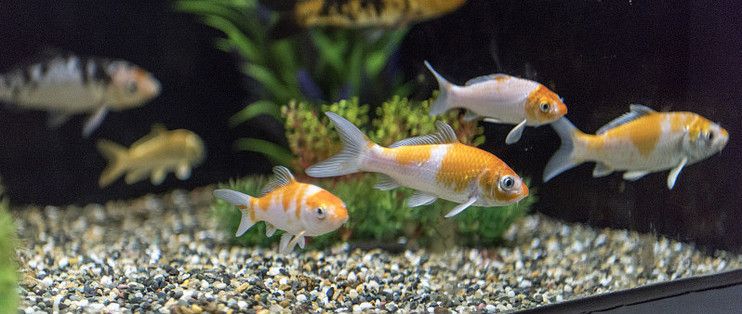 小佩魚(yú)缸追光模式：小佩智能水族的追光模式 魚(yú)缸百科 第1張