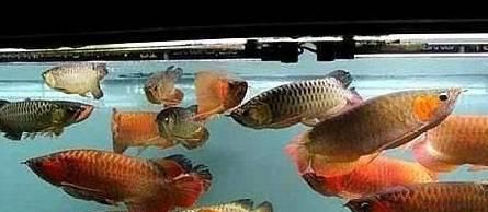 金龍魚食品安全：-金龍魚食品安全標準是什么 水族問答 第2張