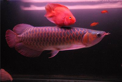 金龍紅龍魚：金龍魚與紅龍魚的區(qū)別 紅龍魚百科 第4張