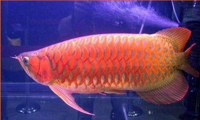 金龍紅龍魚：金龍魚與紅龍魚的區(qū)別 紅龍魚百科 第5張