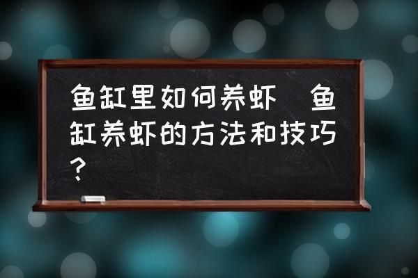 蝦躲在魚(yú)缸角落：如何判斷蝦是否適應(yīng)新環(huán)境