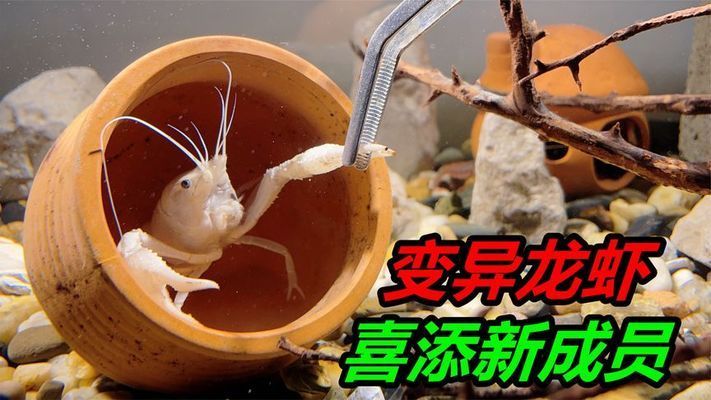 蝦躲在魚缸角落：如何判斷蝦是否適應(yīng)新環(huán)境 魚缸百科 第2張