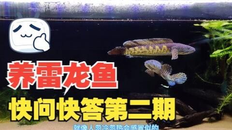 龍魚和雷龍魚的區(qū)別在哪里：龍魚與雷龍魚混養(yǎng)指南，觀賞魚入門選擇建議 龍魚百科 第5張