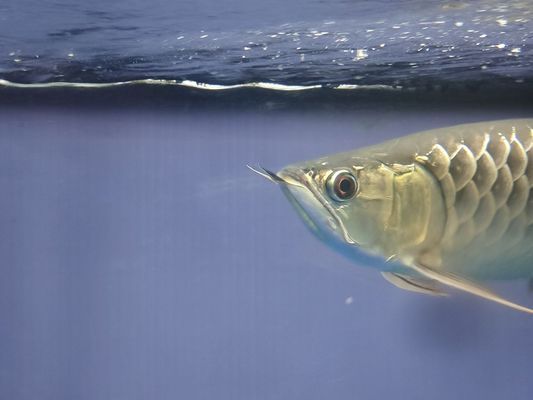 金龍魚紅龍魚銀龍魚青龍魚：金龍魚、紅龍魚、銀龍魚、青龍魚、青龍魚的養(yǎng)殖技巧 紅龍魚百科 第4張