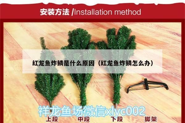 龍魚01：黔優(yōu)網(qianu.com)b2bqianu.com)b2b免費發(fā)布信息平臺 龍魚百科 第8張