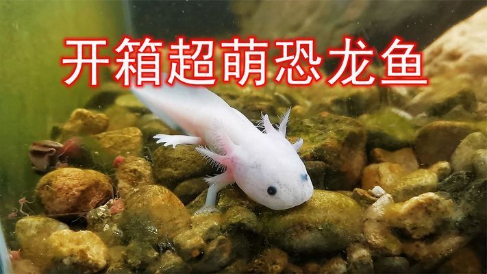 六角恐龍魚尾巴爛了怎么辦：六角恐龍魚尾巴斷了之后是否能夠重新生長 龍魚百科 第1張