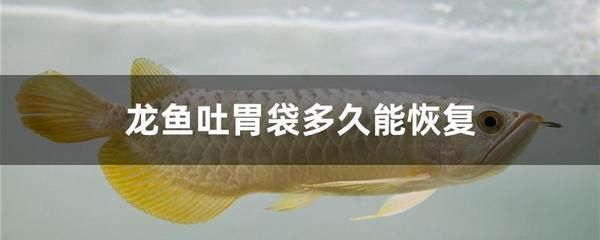 龍魚的種類及價格：龍魚吃東西少怎么辦 龍魚百科 第6張