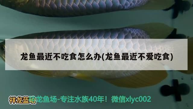 龍魚(yú)得了水霉病怎么治療：龍魚(yú)不吃食怎么辦