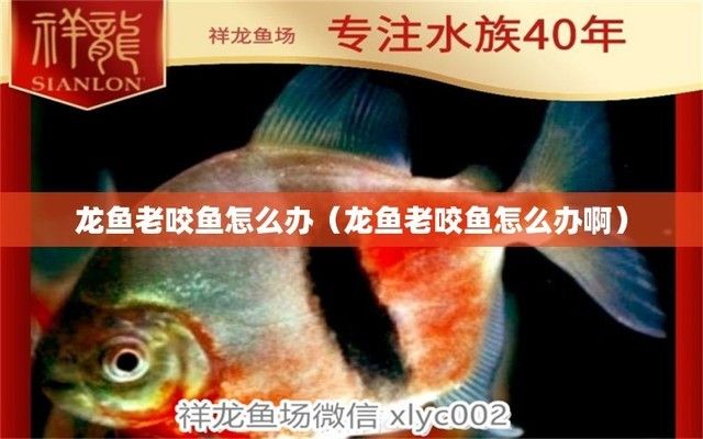 龍魚被咬傷多久能好：被龍魚咬傷并出血了怎么辦 龍魚百科 第9張