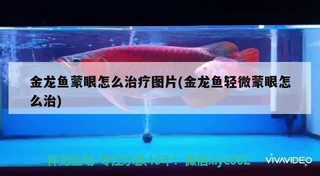 金龍魚如何定期檢疫：金龍魚蒙眼怎么治療 龍魚百科 第6張