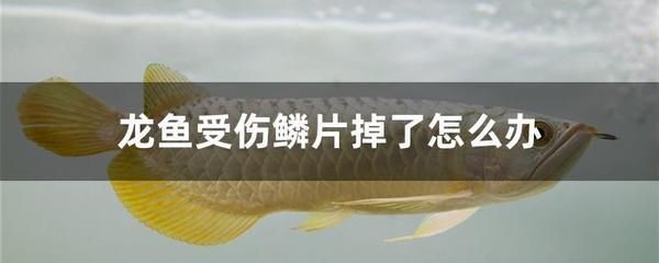 龍魚必備藥：龍魚傷口護(hù)理的日常注意事項(xiàng) 龍魚百科 第2張