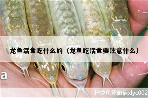 龍魚(yú)對(duì)水質(zhì)的要求高嗎：龍魚(yú)吃活食要注意什么 龍魚(yú)百科 第6張