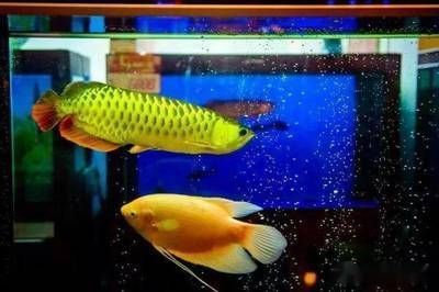 龍魚ph8.5：第28屆中國國際寵物水族展覽會5.91k2祥龍魚缸ph值 龍魚百科 第2張