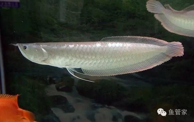 龍魚掉鱗潰爛：龍魚吃了異物怎么辦 龍魚百科 第3張