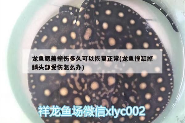 龍魚被咬傷了怎么辦啊：龍魚嘴撞裂了怎么辦 龍魚百科 第11張