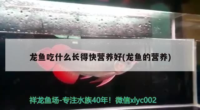 龍魚都喂什么：龍魚的成長過程中，龍魚的成長過程中需要注意什么 龍魚百科 第1張