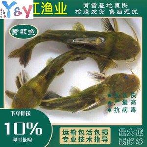 金龍魚怎么做檢疫：進境觀賞水生動物指定隔離檢疫場使用申請 龍魚百科 第4張