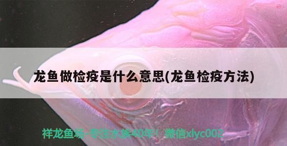 金龍魚怎么做檢疫：進境觀賞水生動物指定隔離檢疫場使用申請 龍魚百科 第11張