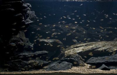 龍魚幾天一換水：龍魚換水頻率一般多久換一次 龍魚百科