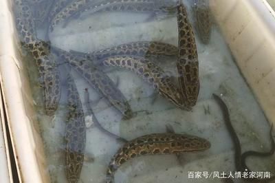 龍魚鱗掉了多久能長出來：龍魚掉鱗后如何快速恢復 龍魚百科 第4張