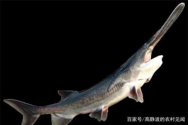 龍魚吃食吃了又吐出來：龍魚吃食后吐出食物怎么辦 龍魚百科 第2張