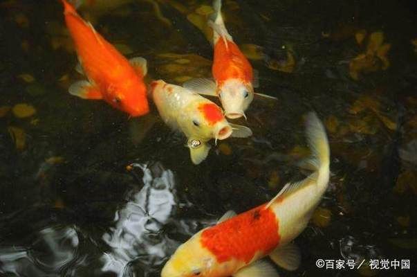 龍魚缸水質(zhì)標(biāo)準(zhǔn)：養(yǎng)龍魚時(shí)水質(zhì)的好壞直接影響到龍魚的健康和生長和健康和生長