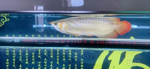 六角恐龍魚白色絮狀物：9元六角恐龍魚白色絮狀物研究 龍魚百科 第5張