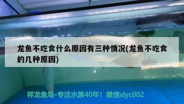 龍魚(yú)不吃食：龍魚(yú)不吃什么原因 龍魚(yú)百科 第1張