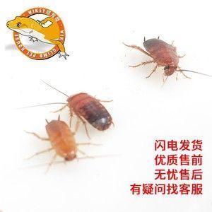 龍魚的養(yǎng)護與鑒賞作文：-龍魚吃東西少怎么回事兒，龍魚吃得少怎么辦 龍魚百科 第5張