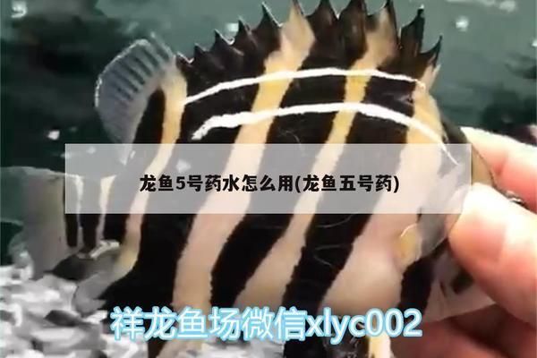 龍魚變色怎么回事：-龍魚變黑癥的原因及處理方法和處理方法 龍魚百科 第10張