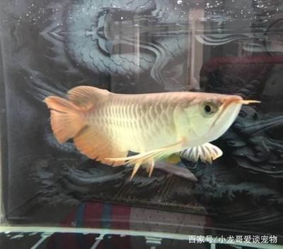 龍魚愛趴缸是什么意思：龍魚為什么要打架 龍魚百科 第5張