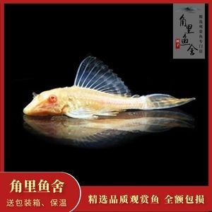 龍魚翻腮手術(shù)后能長好嗎？：七彩神仙魚與龍魚混養(yǎng)注意事項(xiàng))七彩神仙魚與龍魚混養(yǎng)注意事項(xiàng) 龍魚百科 第5張