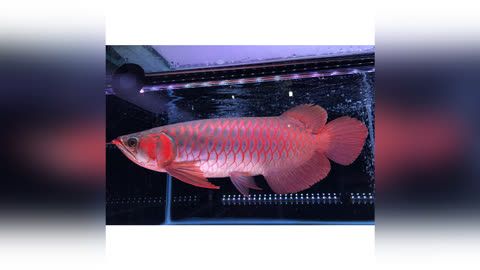 龍魚在哪買便宜：水族論壇購買龍魚經(jīng)驗(yàn)分享， 龍魚百科 第4張