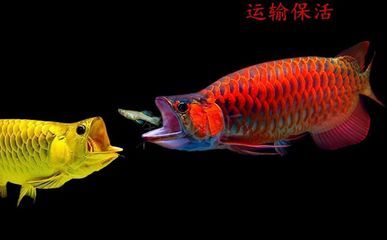 龍魚在哪買便宜：水族論壇購買龍魚經(jīng)驗(yàn)分享， 龍魚百科 第2張