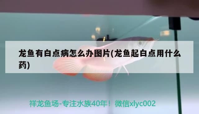 龍魚白點病最怕三個東西：如何治療龍魚白點病 龍魚百科 第3張