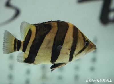 金龍魚是海鮮嗎：金龍魚是否屬于海鮮的探究 水族問答 第1張