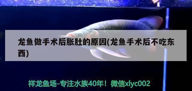 龍魚的養(yǎng)護與鑒賞方法有哪些：_寵搜網(wǎng)友情提示龍魚肚子鼓起來是什么原因 龍魚百科 第8張