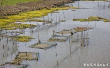 龍魚寄生蟲怎么治好得快一點呢：如何治療龍魚寄生蟲 龍魚百科 第2張