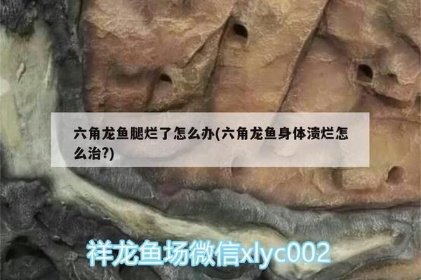 六角恐龍魚被同類咬傷了手指怎么辦：六角恐龍魚被咬傷了怎么辦 龍魚百科 第7張